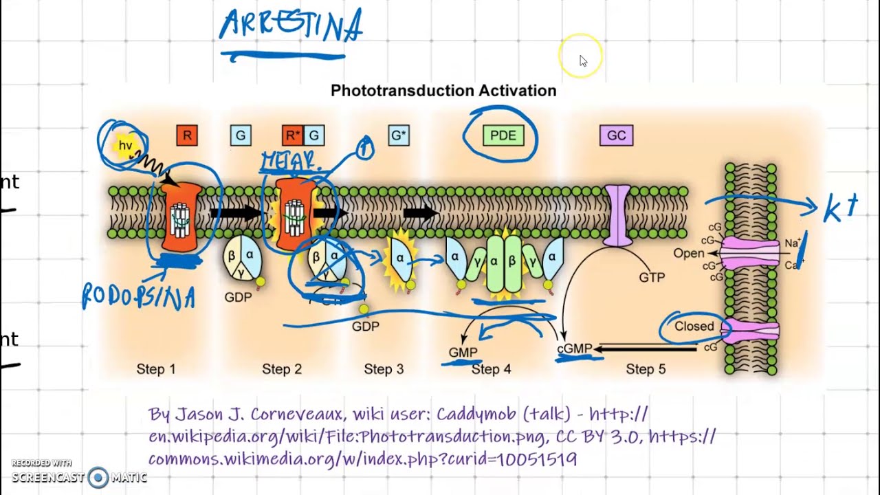 La Fototrasduzione: spiegazione semplice