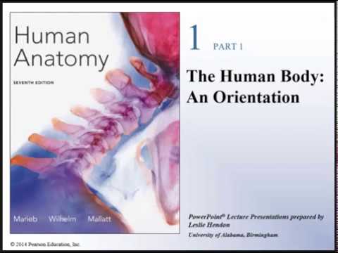 Human Anatomy Lecture- Ch 1: The Human Body