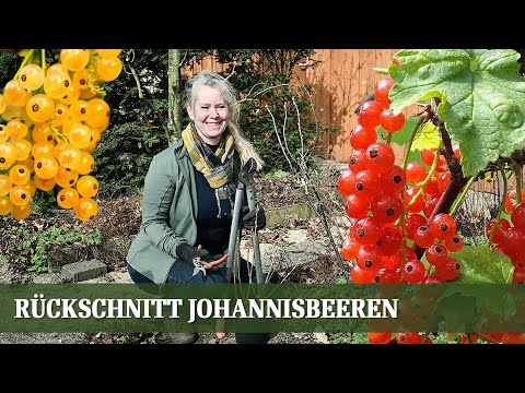 Johannisbeeren Rückschnitt - Wie und wann man schneidet man richtig zurück?