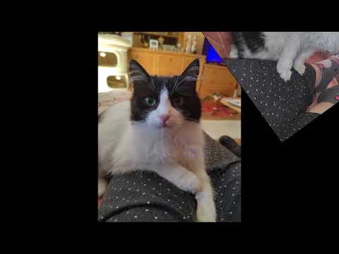 57 Střapatá, nohatá