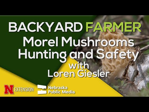 Morel Mushroom Hunting Guide: Spotting, Identifying & Avoiding Poisonous Lookalikes