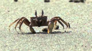 The Clumsy Lover, by Seven Nations