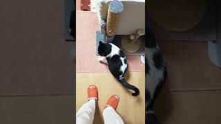 今朝のごあいさつ#ねこ #ねこのいる生活 #ねこ動画 #かわいい猫 #ねこと会話