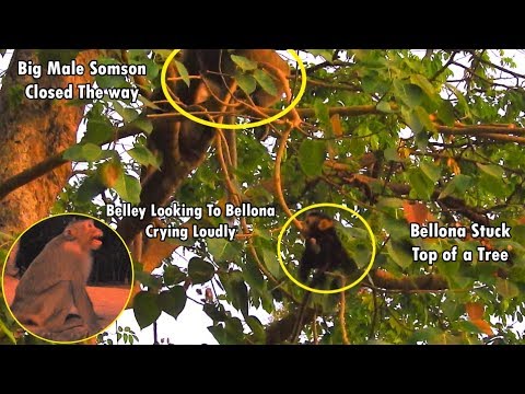 Last Update...Till The Night Belley Cry-Cry Look To Her Poor Baby Bellona Still Stuck Top of a tree