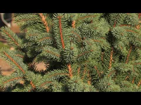 download lagu mp3 mp4 Blue Diamond Spruce Size, download lagu Blue Diamond Spruce Size gratis, unduh video klip Blue Diamond Spruce Size