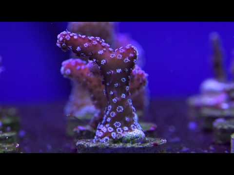 Eight Great Beginner SPS Corals