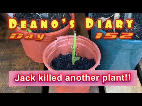 Deano’s Diary Day 152 - Jack killed another plant!!