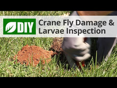  Crane Fly Damage & Larvae Inspection  Video 