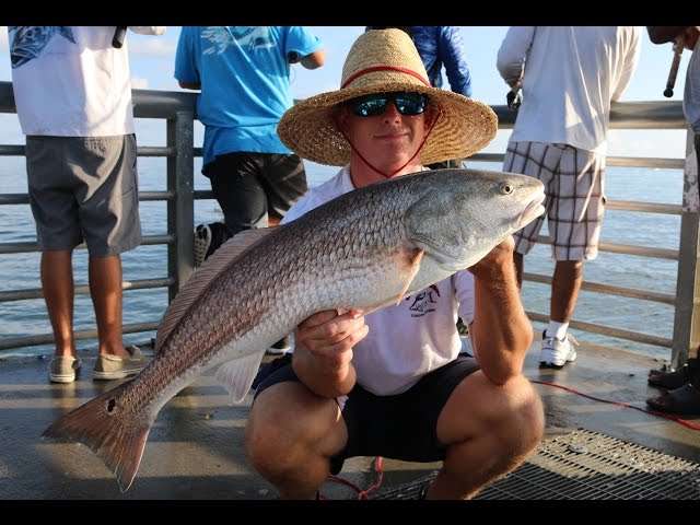 Redfish and Snook Mullet Run Fishing! (Sebastian Inlet 2016)