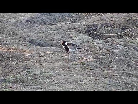 Djuma: Blacksmith Lapwing chick - 17:51 - 08/16/19
