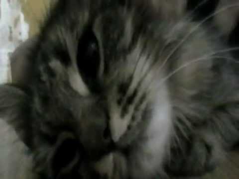 The wall of death (Eiger)