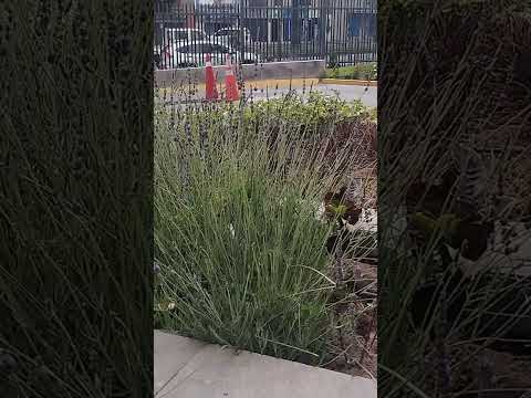 Cerro Colorado, Arequipa. #musica #romantico #romanticas