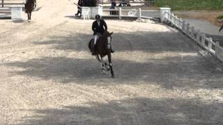 Video koně Baltik Sitte