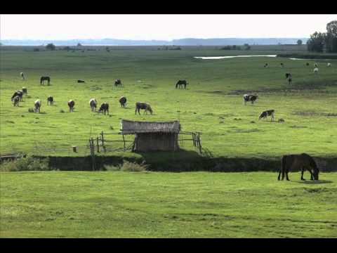 Milan Prunić - Duni vetre sa banatske strane
