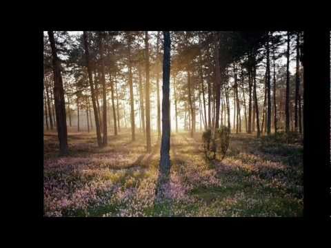 download lagu mp3 mp4 Taliesin Orchestra Enya, download lagu Taliesin Orchestra Enya gratis, unduh video klip Taliesin Orchestra Enya