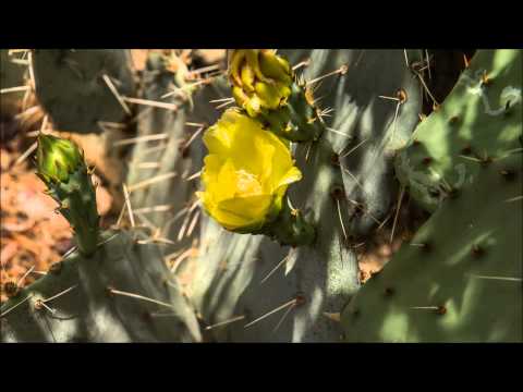 Cactus Flower blooms