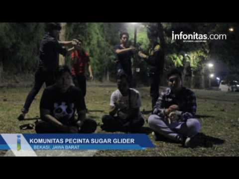 Komunitas Pecinta Sugar Glider Bekasi Gelar Silahturahmi Komunitas Pecinta Sugar Glider Bekasi Gelar Silahturahmi