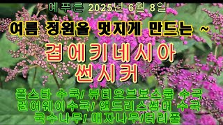 25년6.8) 여름 정원의 필수 썬시커 겹에키네시아 매자나무 국수나무 앤들리스썸머수국