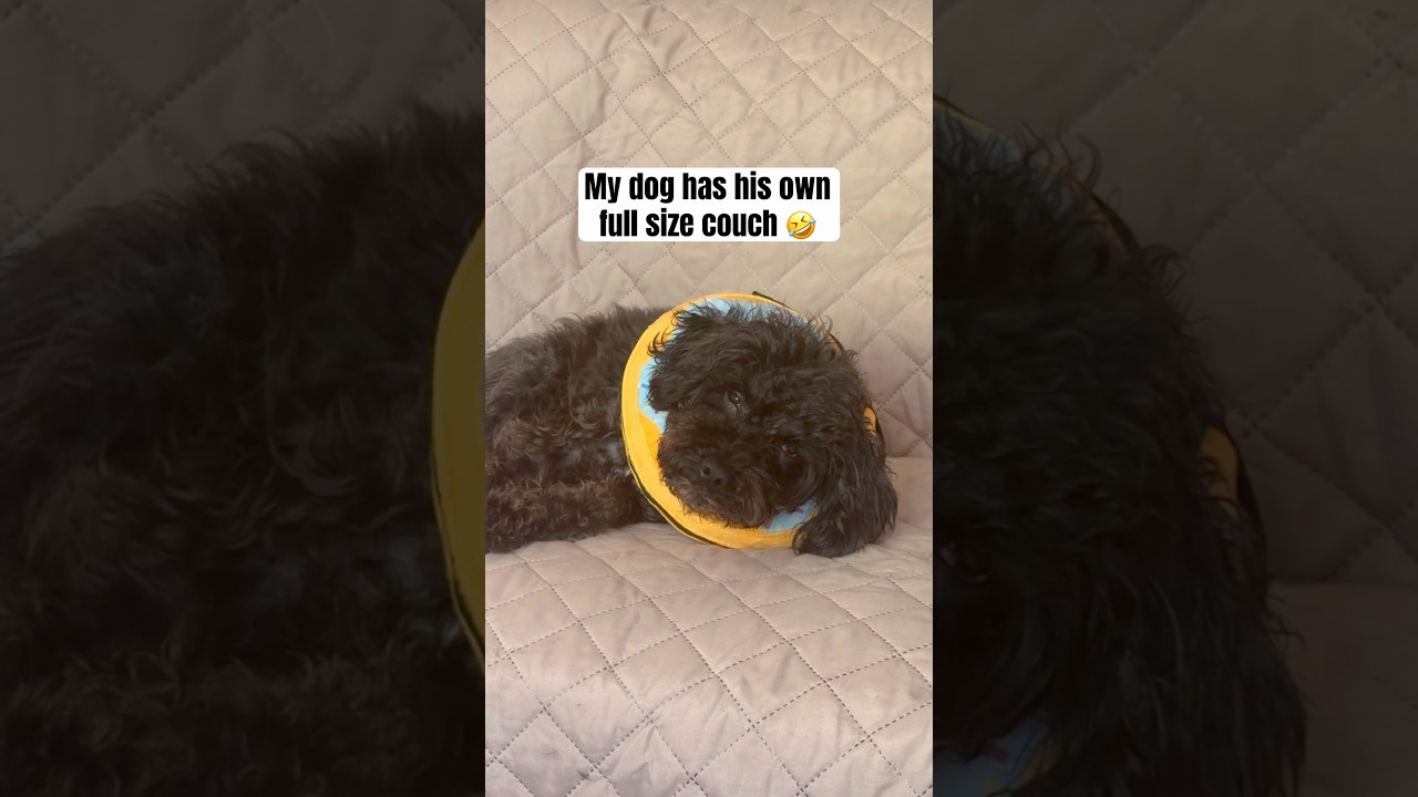 Emotionally manipulated by my #rescuedog 🤣🤣🤣 #dogshorts #dogmom