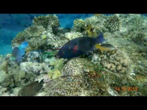 Ностальгия по Египту (в гостях у рыб)