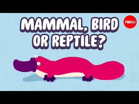 A year in the life of one of Earth's weirdest animals - Gilad Bino