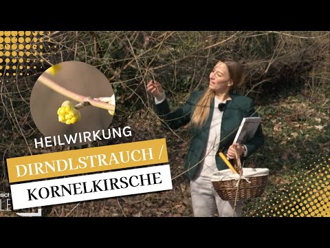 DIE KORNELKIRSCHE - Ihre Heilwirkung und wie du sie erkennst!