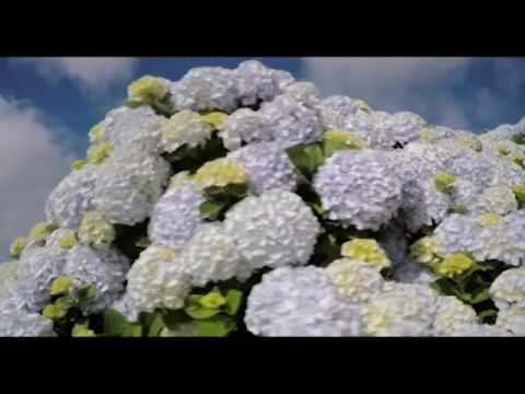 The Land Over the Rainbow(São Miguel-Azores)