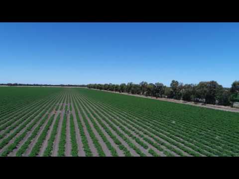 Drone for early disease detection