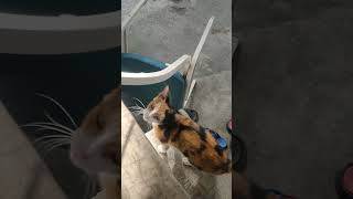 Download lagu kucing kampung je asalkan rajin mp3