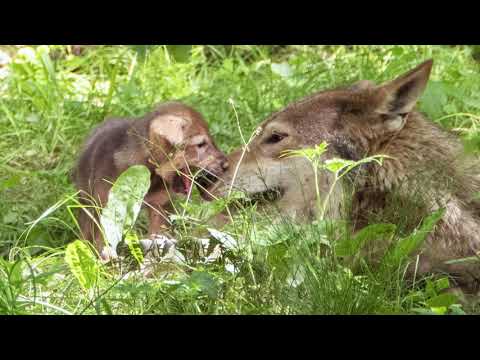 LEARNING ABOUT RED WOLVES