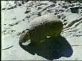 Classic Sesame Street Armadillos On Film