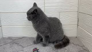 ブリティッシュショートヘアの動画01