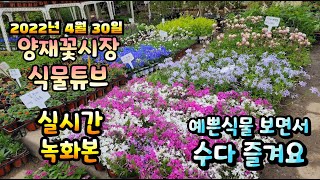 2022년 4월 30일 토요일   예쁜식물들  보면서  수다즐겨봐요 #양재꽃시장 #식물튜브