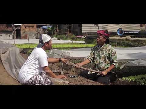 cak-silo-bercocok-tanam-neng-malang