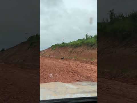 Puerto Rico, Pando