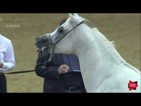 N.168 SAFIR UMM ALUDHAM - 2019 Qatar Nat. Peninsula show - Stallions 4 to 6 Y. O. (Class 10) .mp4