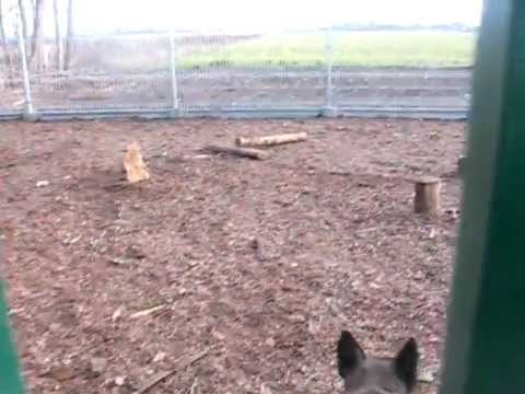 GERIATRIA I - oddział dla starszych psów w kaliskim Schronisku dla Bezdomnych Zwierząt (1)