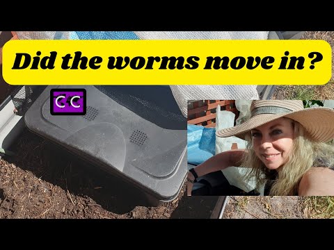 Worms - Did they move in?