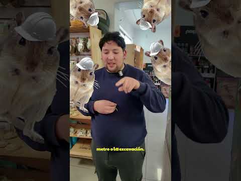 Los jerbos son grandes excavadores #animal #animales #mascotas #mascota #hamster #roedor #roedores