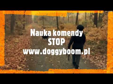 Szkolenie psa Komenda STOP - nauka krok po kroku