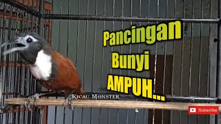 Download lagu TEPUS LEHER PUTIH GACOR AMPUH PANCING BUNYI BURUNG BAHAN mp3 Download lagu TEPUS LEHER PUTIH GACOR AMPUH PANCING BUNYI BURUNG BAHAN mp3