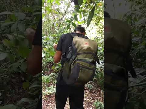 na mata fechada #trilhas #sergipe #aventura #rosariodocatete