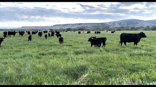 Herd Quitter® Minute - Improving Soil Health