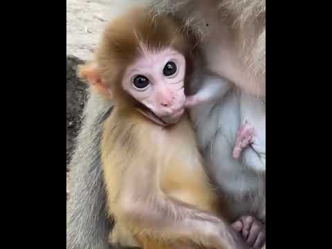 #ASMRMongkey #CuteDanjoomonkey  #Monkeyeating #FunnyMonkey #DanceMonkey / #monkey  Ept256  #shorts