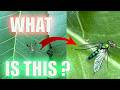 Long-legged Flies - The One Fly Everyone Should Like! Dolichopodids!