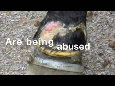 Stop the Abuse of Tennessee Walking Horses- SIGN THE PETITION