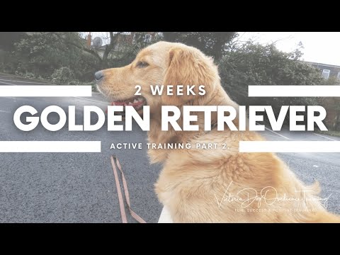 Victoria Dog Obedience Training video.