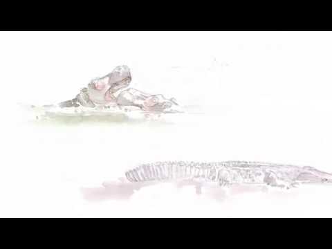 Hippos and Croc