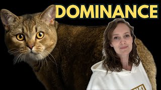 Dominance in cats - it’s not what you think 🐱