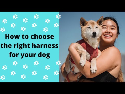 How to choose the right harness for your dog #petU